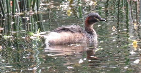 Bird & Travel Photos, Birding Sites, Bird Information: BREEDING AUSTRALASIAN GREBE, HACKING ...