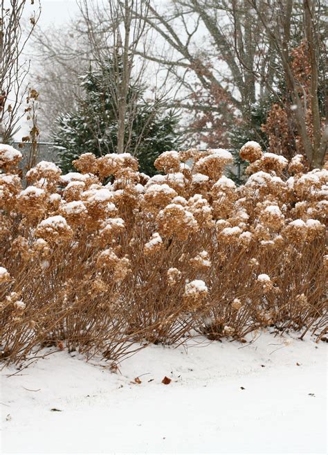 Hydrangea In Winter Photo - DIY