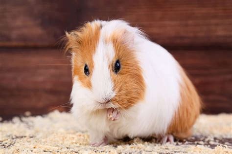 Silkie Guinea Pig (2024 Comprehensive Care Guide)