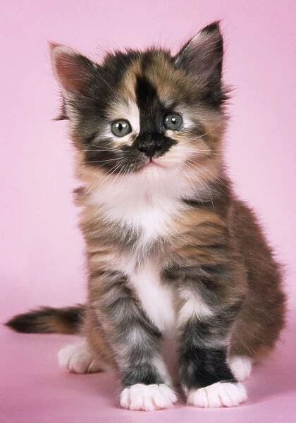 Tortoiseshell Maine Coon Cat kitten Our beautiful Wall Art and Photo ...