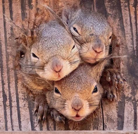 How many squirrels will fit??? Photo by 📷 @hetareclimber🌟