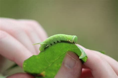 Waved Sphinx Caterpillar On Leaf Free Stock Photo - Public Domain Pictures