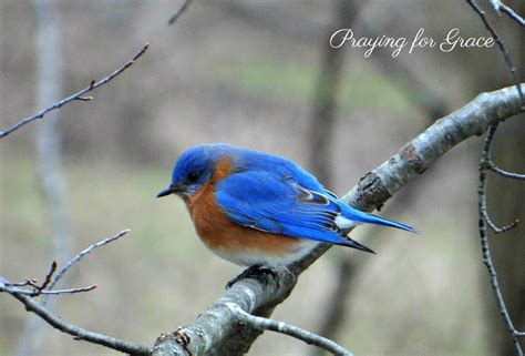 Praying for Grace: A Bluebird of Happiness