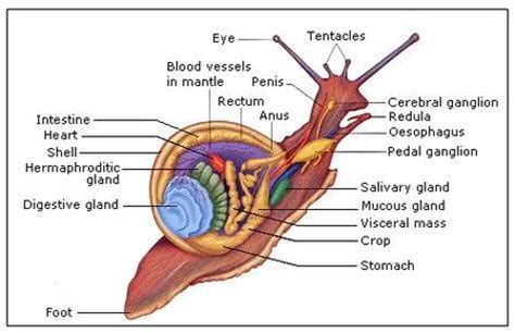 Sea Snails - Reproductive Systems of Phyla