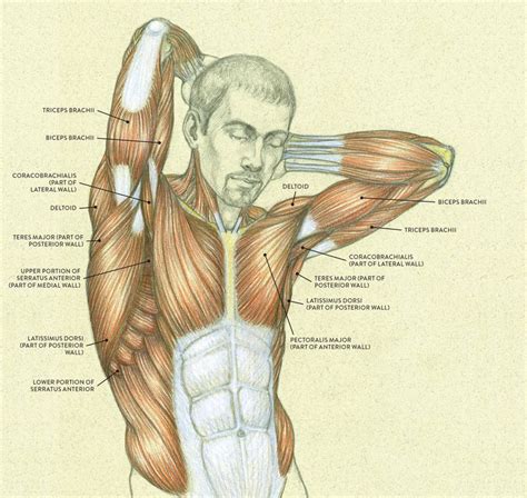 raised arm male muscle | Anatomy art, Human anatomy drawing, Figure drawing