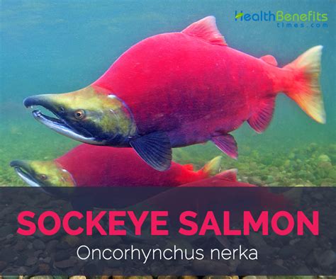 Sockeye Salmon facts and health benefits