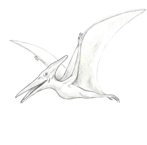 Pterodactyl Sketch at PaintingValley.com | Explore collection of Pterodactyl Sketch