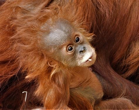 Help us save orangutans – Conservation Education