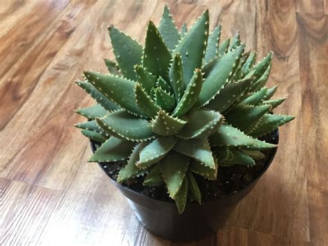 Crocodile plant, (aloe brevifolia) | Plants, Succulents, House plants