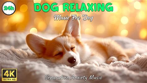 Music For Dogs | Sleep Instantly Within 3 Minutes | Music Reduces ...