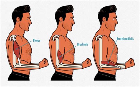 Forearm Training: How to Build Bigger Forearms