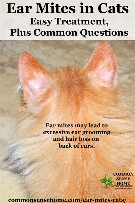 Will Coconut Oil Kill Dog Ear Mites