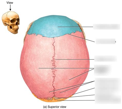 A&P241 - Skull sutures Diagram | Quizlet