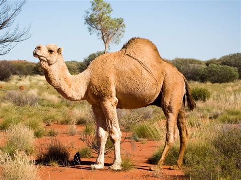 Feral camel cull in northwest South Australia to begin this week ...