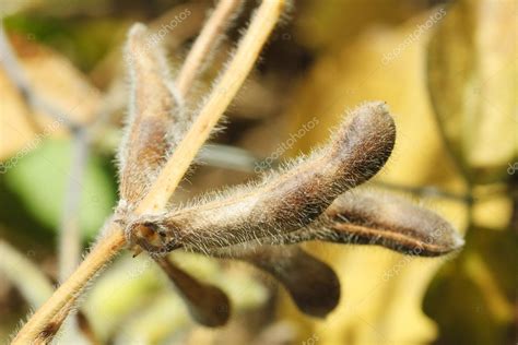 Soya pod macro. Harvest of soy beans - agriculture legumes plant ...