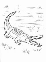 Crocodile Coloring Pages Kids sketch template