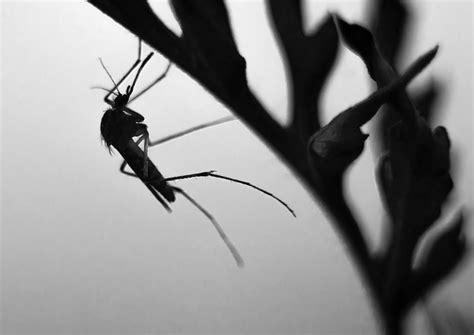 10 Mosquito Facts You Probably Didn’t Know