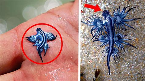 Top 127 + Smallest ocean animal in the world - Lestwinsonline.com