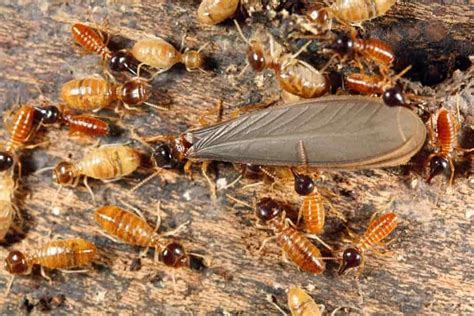 Importancia del control de plagas de termitas - Fumicam