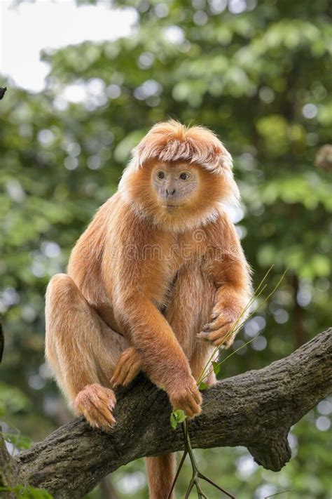 East Javan Langur - Trachypitheus Auratus in Its Natural Habitat Stock Photo - Image of biology ...