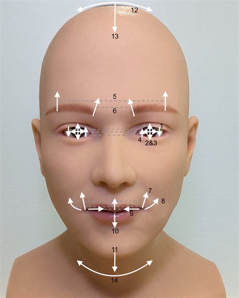 Actuators of the android robot head. Dotted lines indicate symmetric... | Download Scientific ...