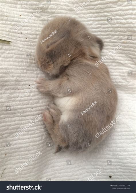 Sleeping Newborn Baby Bunny Rabbit Holland Stock Photo 1151597759 | Shutterstock