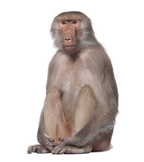 Royalty Free Baboon Pictures, Images and Stock Photos - iStock