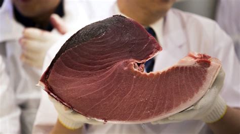 Bluefin Tuna Price