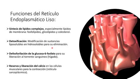 Funciones del Retículo Endoplasmático Liso - YouTube