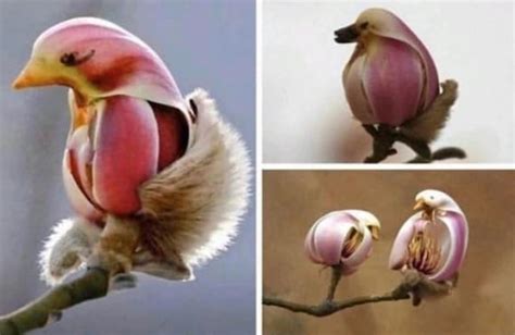 Yulan Magnolia Tree Seeds 5 Seeds to Grow Spring Buds Look - Etsy