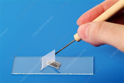 Microscope slide preparation - Stock Image - T875/1276 - Science Photo Library