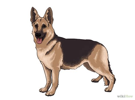 draw a dog with colour - Clip Art Library