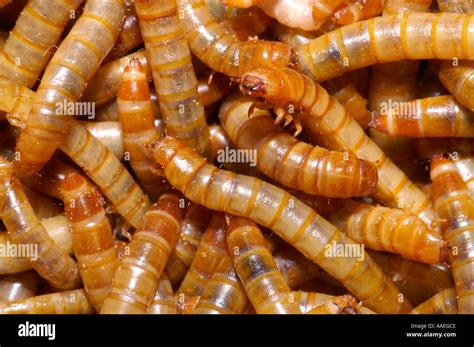 Flour worm hi-res stock photography and images - Alamy