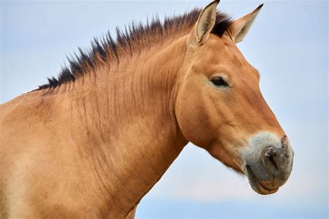 Restoring the Prehistoric Horse - JSTOR Daily | Horse coloring pages, Horses, Horse coloring