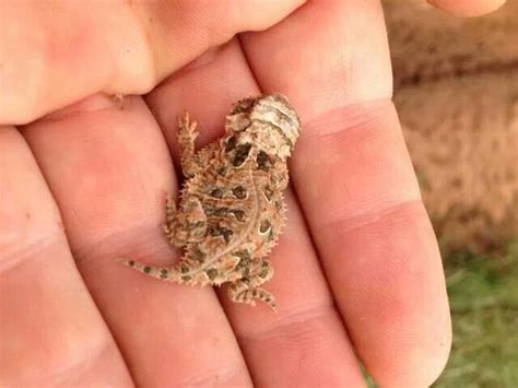 Baby horned lizard at a zoo in Texas ♥ | Horned lizard, Texas style, Tcu horned frogs