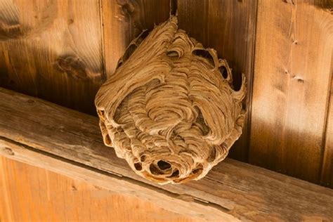 Why You Need to Take Wasp Nest Removal Seriously - Top Blogin