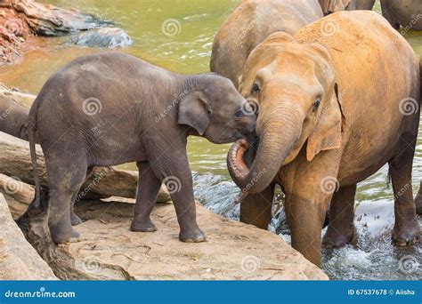 Elephant and baby elephant stock photo. Image of elephants - 67537678