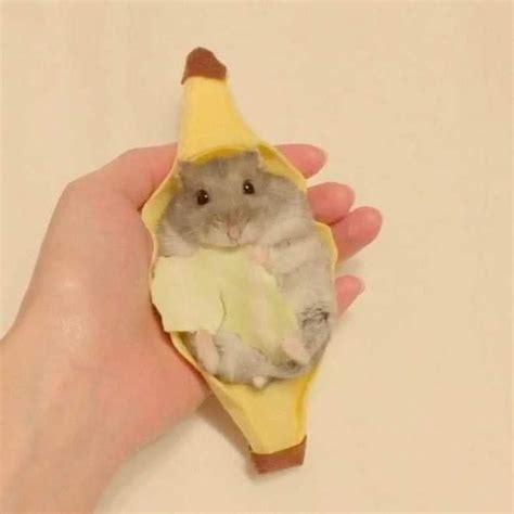 Hamster banana | Cosas de hámster, Imagenes de animales tiernos, Videos de animales chistosos