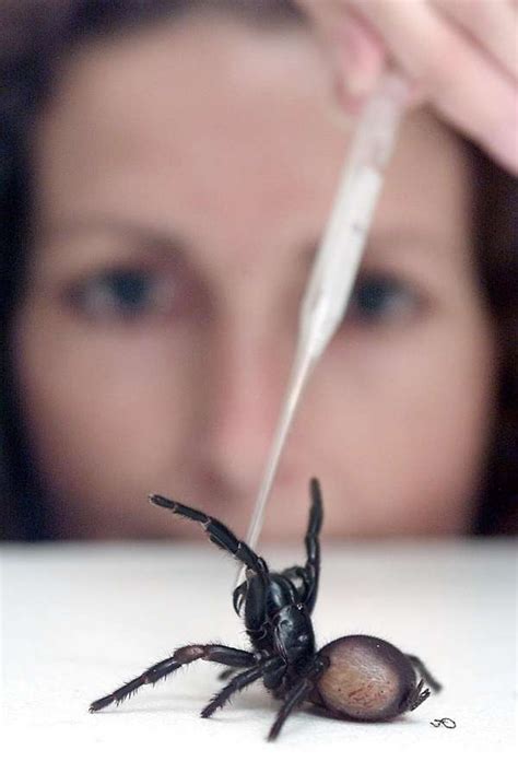 Deadly spider venom may prevent stroke brain damage, doctors say ...