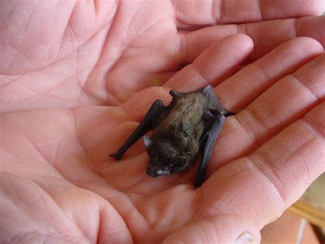 Pin by Steph on Bat Love | Bumblebee bat, Small pets, Mammals