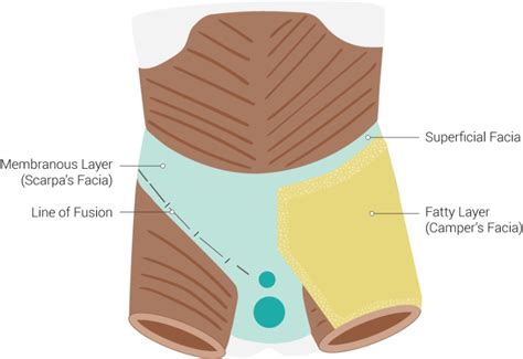 Anatomy, Abdomen and Pelvis: Camper Fascia - StatPearls - NCBI Bookshelf