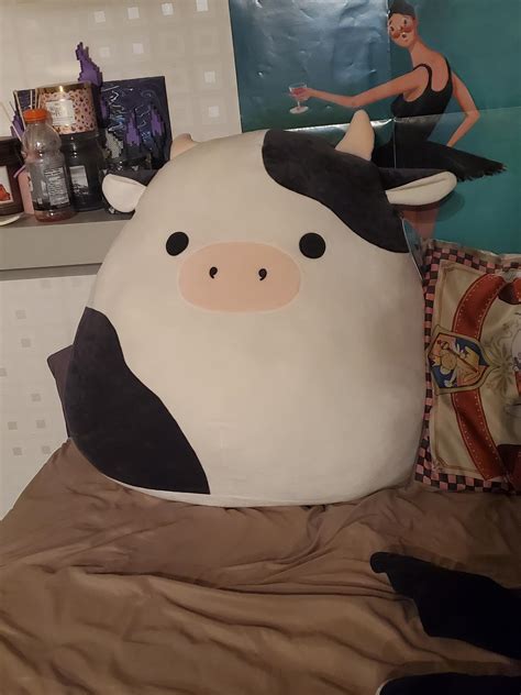 Found this 24inch Connor at the grocery store! : squishmallow