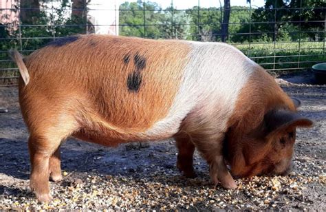 KuneKune Pig Colors and Breed Standards