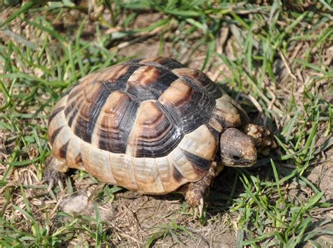 ⭐ Travel Guide for Island Crete ⛵, Greece - Marginated Tortoise