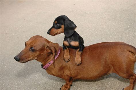 47+ Dachshund Sizes And Weights Pic - Bleumoonproductions