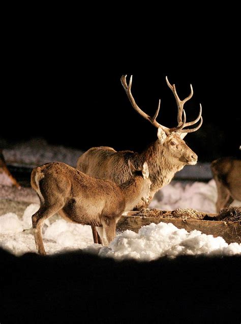 deers in a cold winter night | Animals, Cold winter, Winter