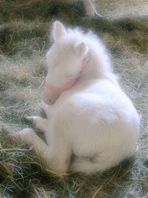 Cuteness. Photo Credit: Unknown | Fohlen, Schöne pferde, Süße tiere