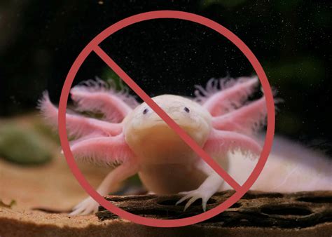 The Pros And Cons Of Owning An Axolotl In Texas – MudFooted