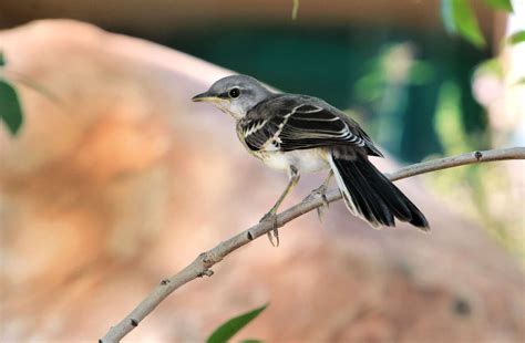 9 Eerily Beautiful Songs of Night Birds