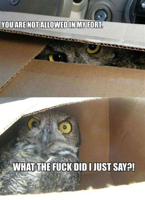 29 Funny Owl Memes That Are So Funny They're Actually a Hoot